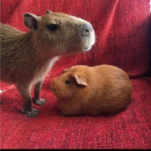 Meet your Posher, Jorge